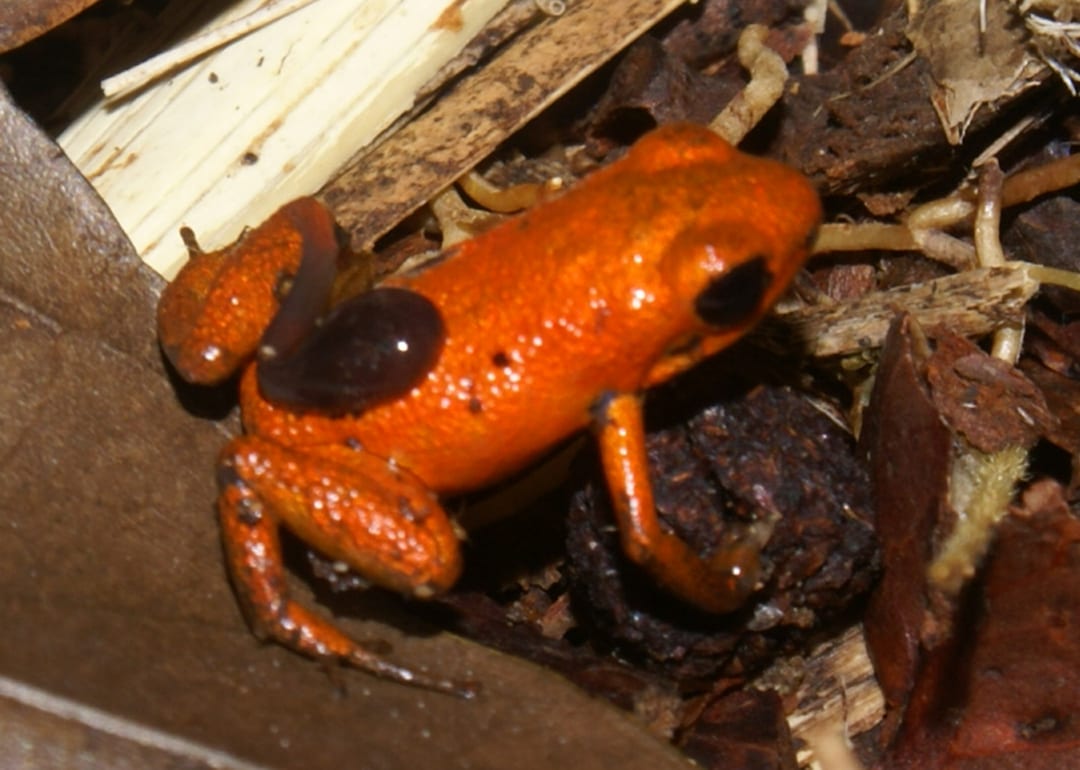 Rana dardo naranja